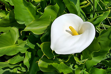 Image showing Beautiful calla flower 