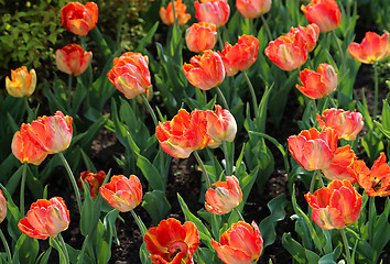 Image showing Beautiful tulips