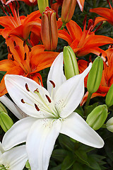 Image showing Bright colorful lilies