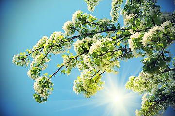 Image showing Branch of a spring tree with beautiful white flowers