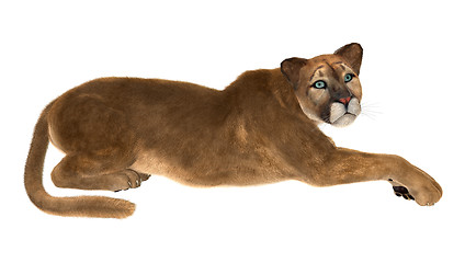 Image showing Puma