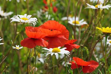 Image showing Red poppy.