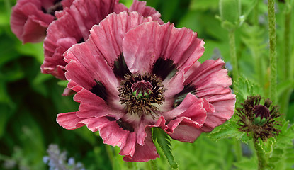 Image showing Plum colored poppies.