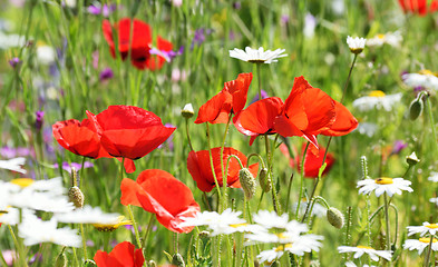 Image showing Poppy field and daisies.