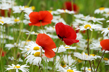 Image showing Poppy field and daisies.