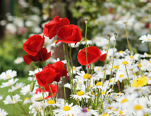 Image showing Poppy field and daisies.