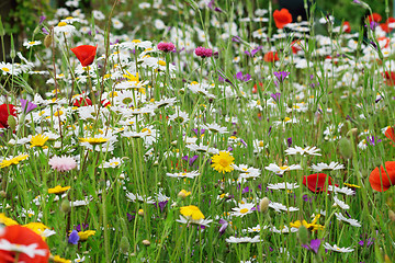 Image showing Poppy field and daisies.