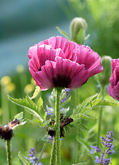 Image showing Plum colored poppies.