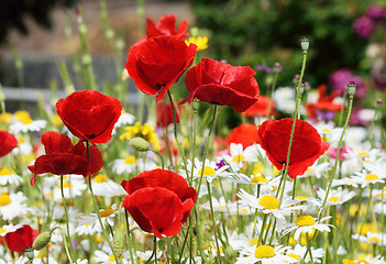 Image showing Poppy field and daisies.