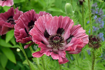 Image showing Plum colored poppies.