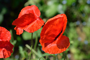 Image showing Poppy field and daisies.