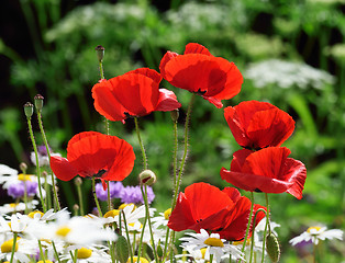 Image showing Poppy field and daisies.