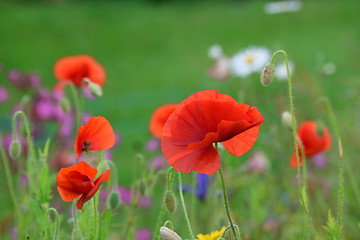 Image showing Poppy field and daisies.
