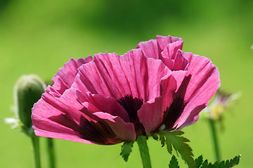 Image showing Plum colored poppies.