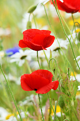 Image showing Poppy field and daisies.