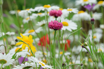 Image showing Poppy field and daisies