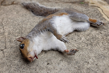 Image showing Dead and injured squirrel lying on concrete