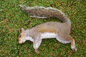 Image showing Dead female squirrel on grass