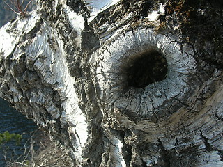 Image showing Old birch