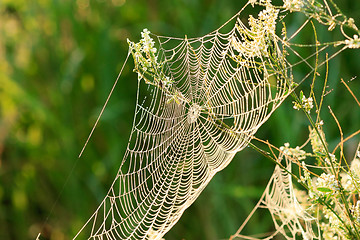 Image showing Spider Web with droplets