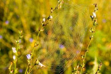 Image showing Spider Web with droplets