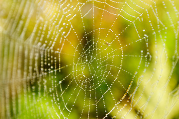 Image showing Spider Web with droplets