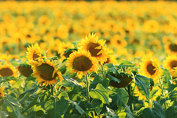 Image showing Sunflowers Field