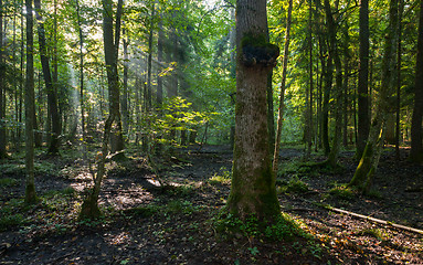 Image showing Natural deciduous stand of Bialowieza Forest in morning