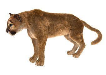 Image showing Puma