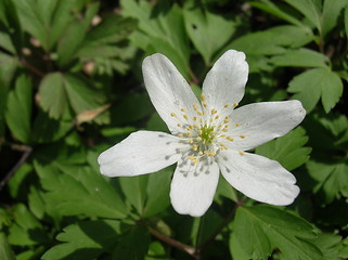 Image showing White anemone