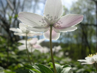 Image showing White anemone