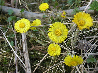 Image showing Coltsfoot