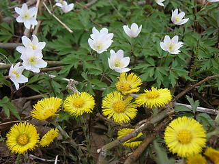 Image showing FLOWERS OF SPRING