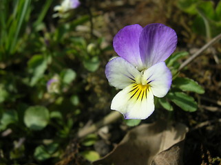 Image showing Pansy