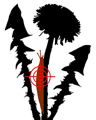 Image showing Aim at slugs on dandelion