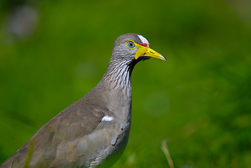 Image showing Senegal Wattled Plover