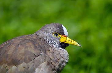 Image showing Senegal Wattled Plover