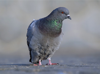 Image showing rock pigeon