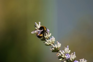 Image showing bumblebee on a lavender flower