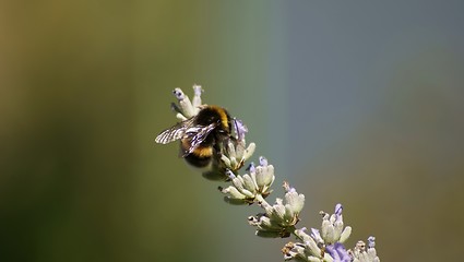 Image showing bumblebee on a lavender flower