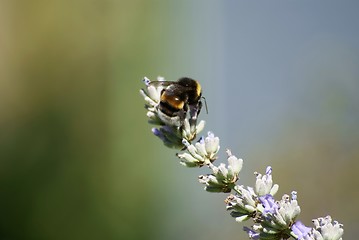 Image showing bumblebee on a lavender flower