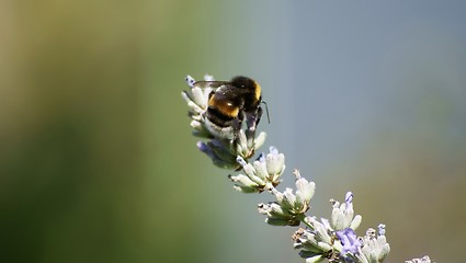 Image showing bumblebee on a lavender flower