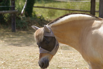 Image showing Norwegian Fjord Horse