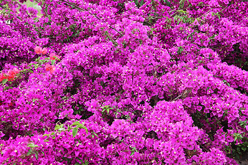 Image showing Bougainvillea Flowers