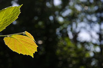 Image showing Backlit reddish hazel leaf