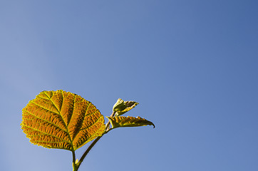 Image showing Reddish hazel leaf