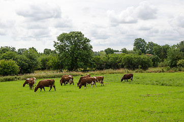 Image showing Grazing milk cows