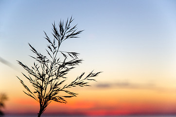 Image showing Grass straw at sunset