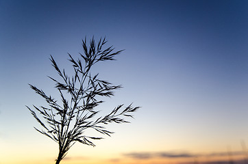 Image showing Grass straw at blue sky