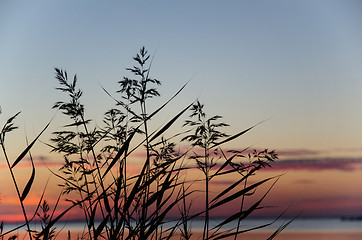 Image showing Reed by coast at sunset